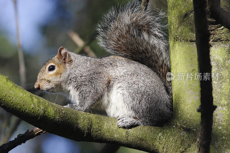 灰松鼠Sciurus carolinensis温暖的阳光在树枝上